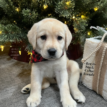 Higher Ground Labradors (@HigherGroundLabradors)