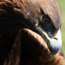 LakotaPride (@LakotaPride)