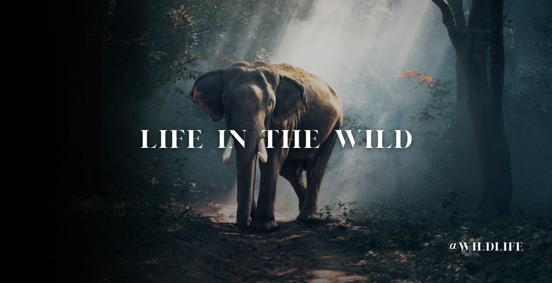 TruthSocial banner for @wildlife